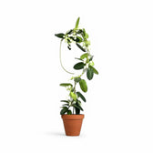 Golden Plant Stakes on white background.