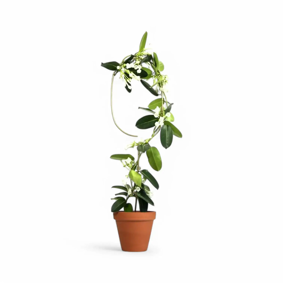 Golden Plant Stakes on white background.