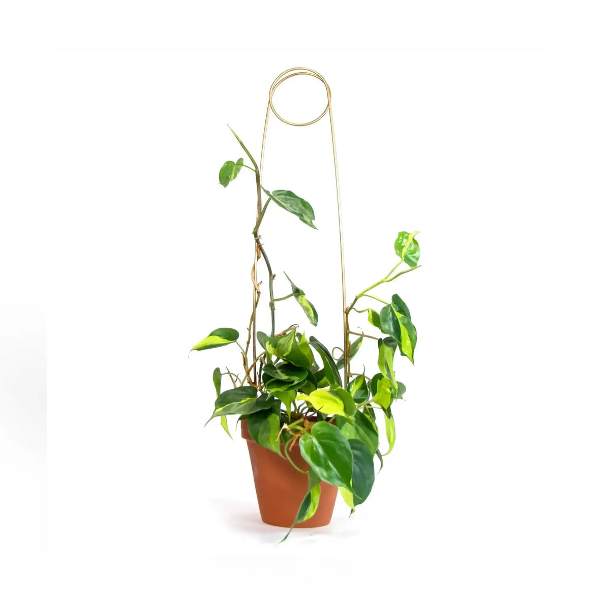 Golden Plant Stakes on white background.