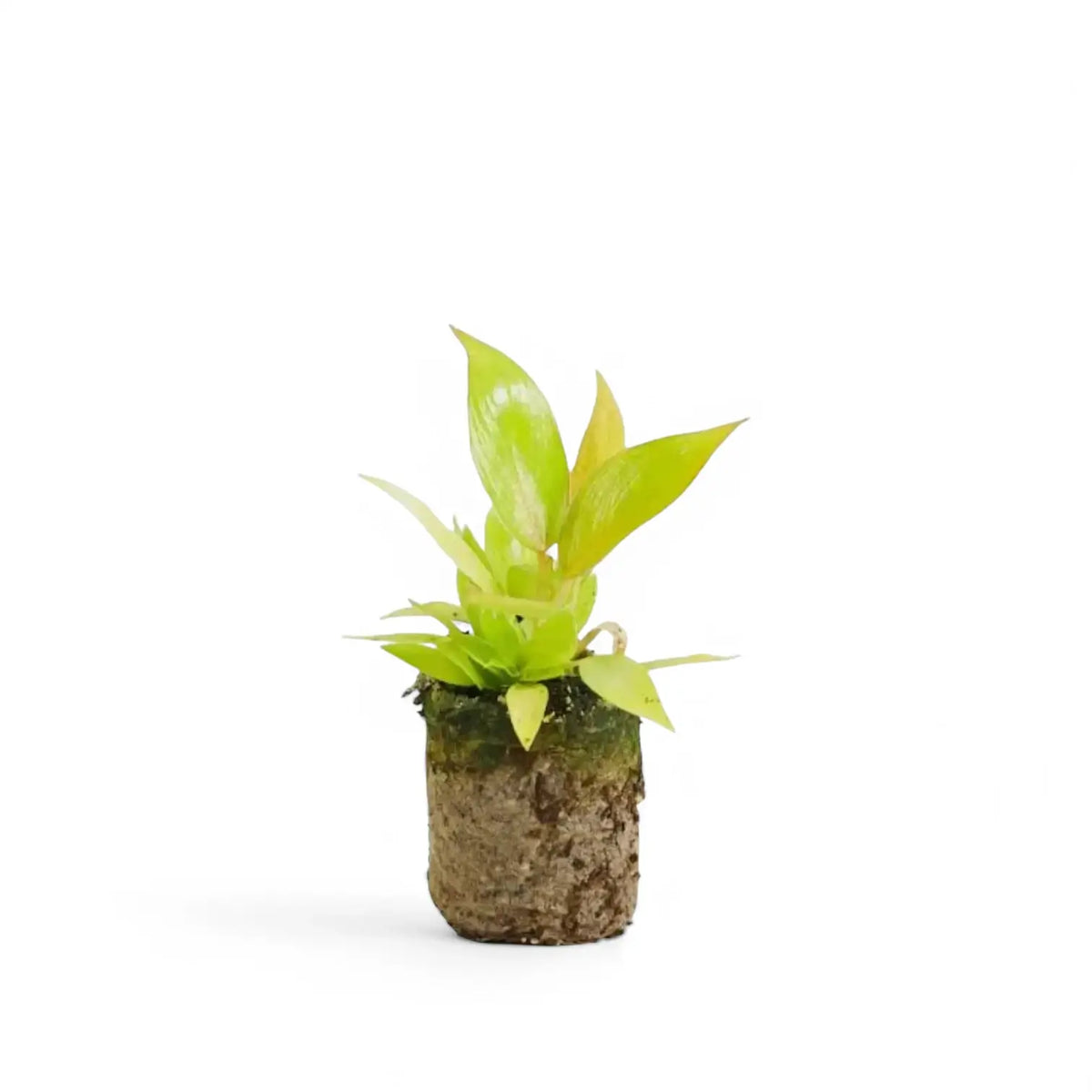 Philodendron 'Calkin's Gold' ('Goldiana', 'Golden spear') potted plant in nursery pot on white background.
