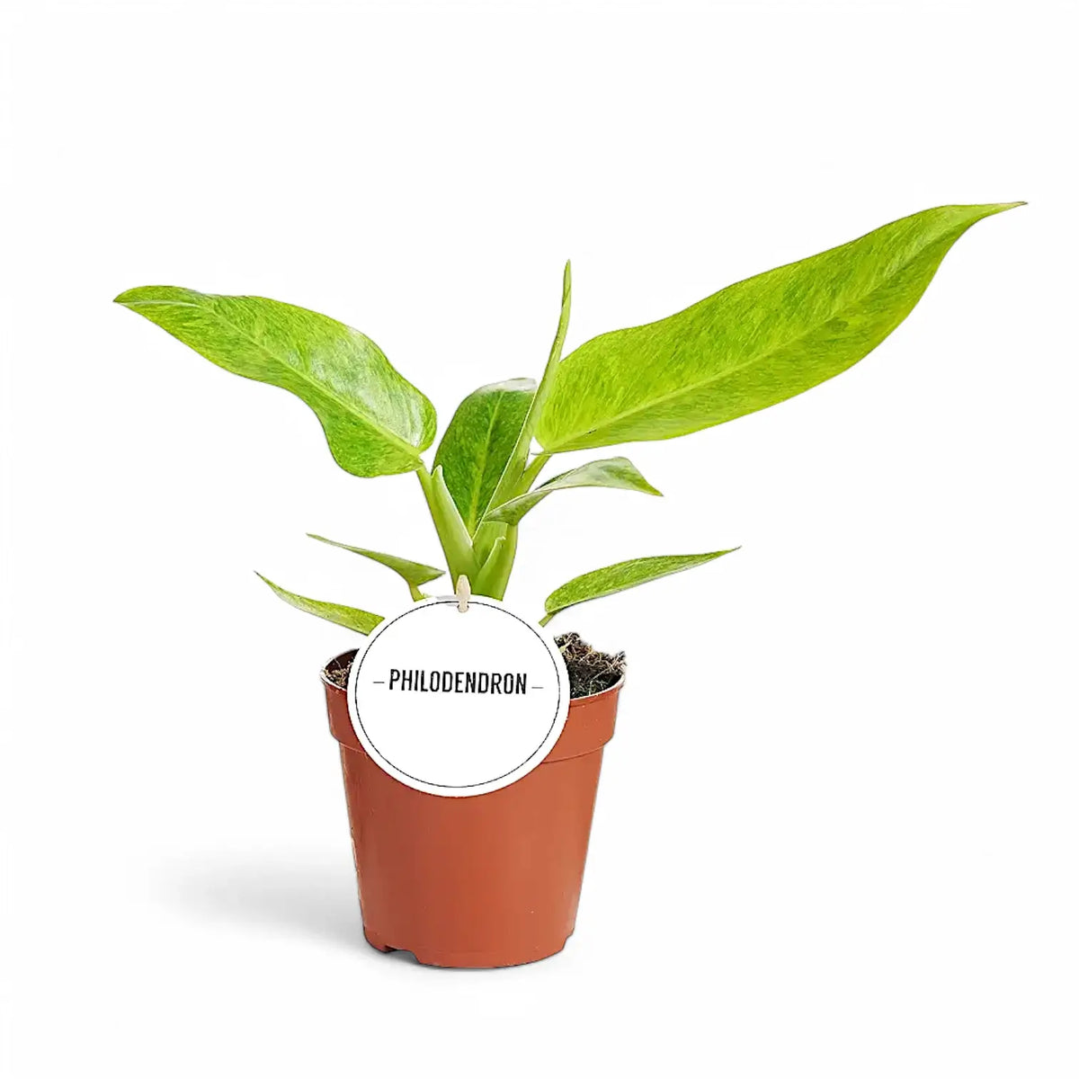 Philodendron 'Calkin's Gold' ('Goldiana', 'Golden spear') potted plant in nursery pot on white background.