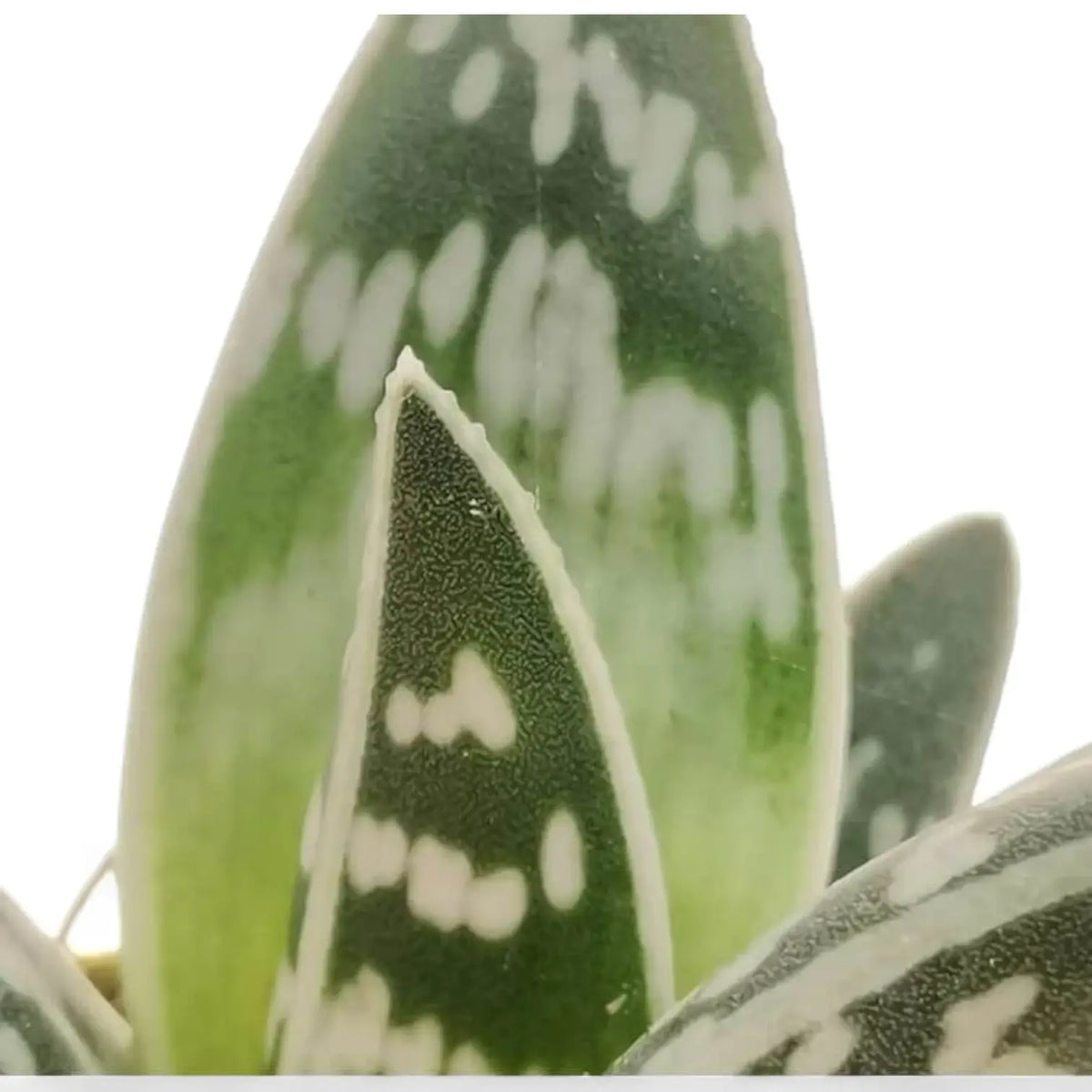 Gonialoe variegata – Blattdetail vor weißem Hintergrund..