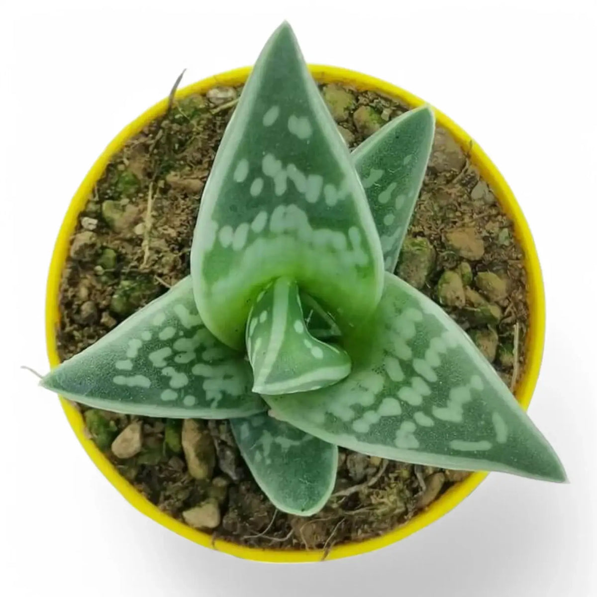Gonialoe variegata Zimmerpflanze im Anzuchttopf vor weißem Hintergrund, Produktfoto 2.