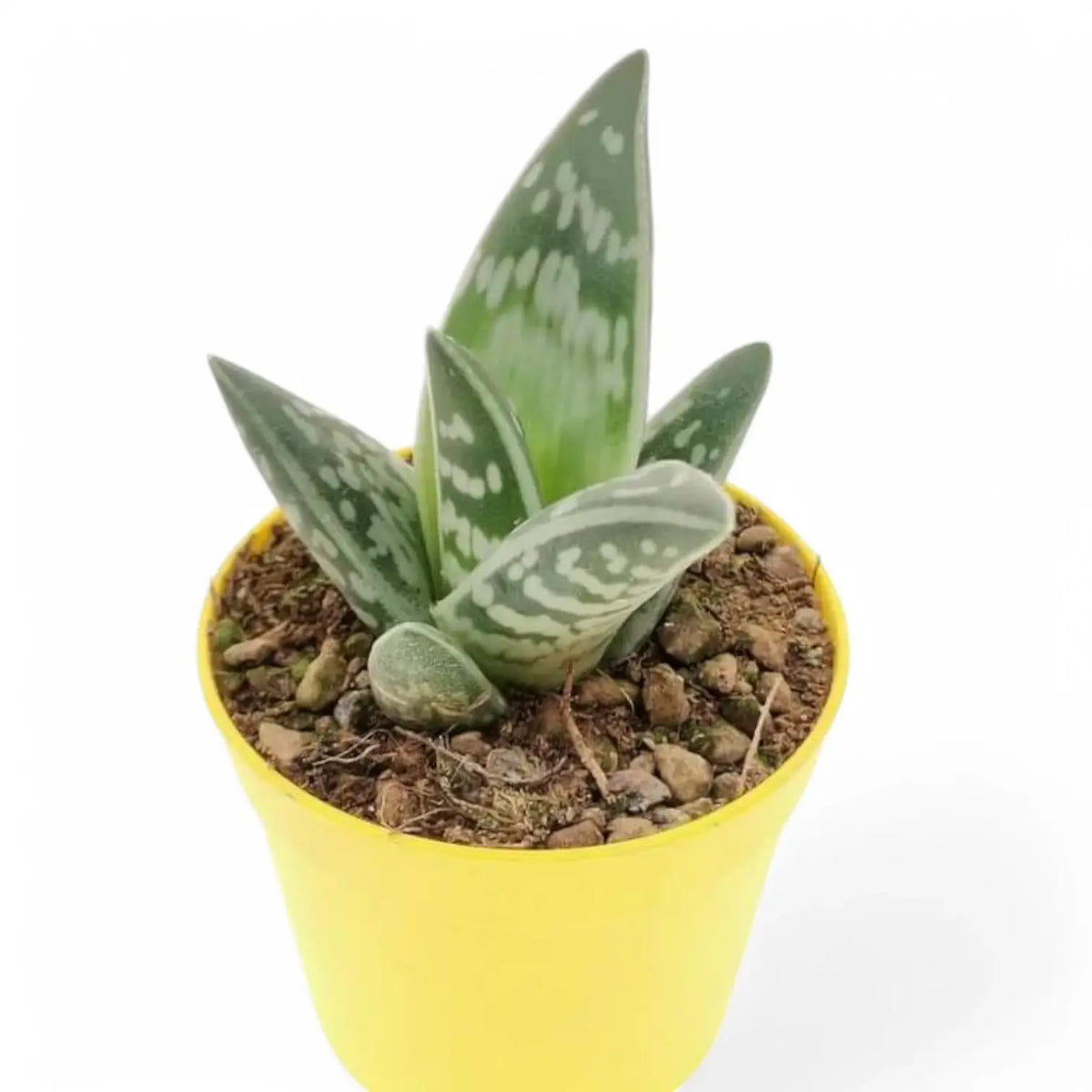 Gonialoe variegata Zimmerpflanze im Anzuchttopf vor weißem Hintergrund, Produktfoto 3.