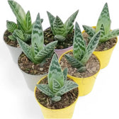 Gonialoe variegata Zimmerpflanze im Anzuchttopf vor weißem Hintergrund, Produktfoto 4.