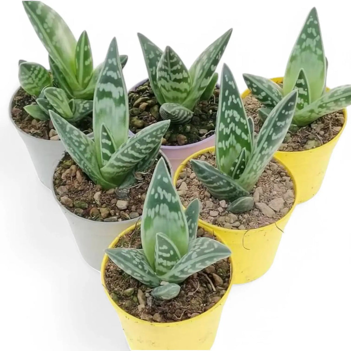 Gonialoe variegata Zimmerpflanze im Anzuchttopf vor weißem Hintergrund, Produktfoto 4.