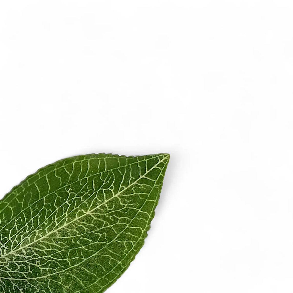 Goodyera malipoensis close-up of leaf on white background.