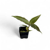 Goodyera malipoensis potted plant in nursery pot on white background.