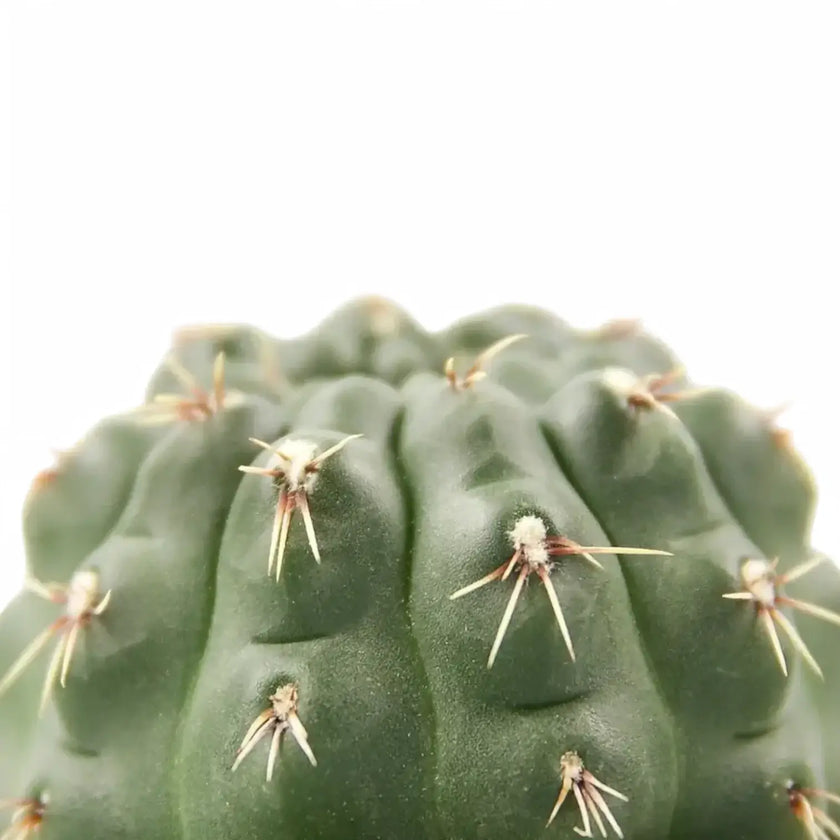 Gymnocalycium baldianum leaf detail on white background.