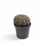 Gymnocalycium baldianum potted plant in nursery pot on white background.