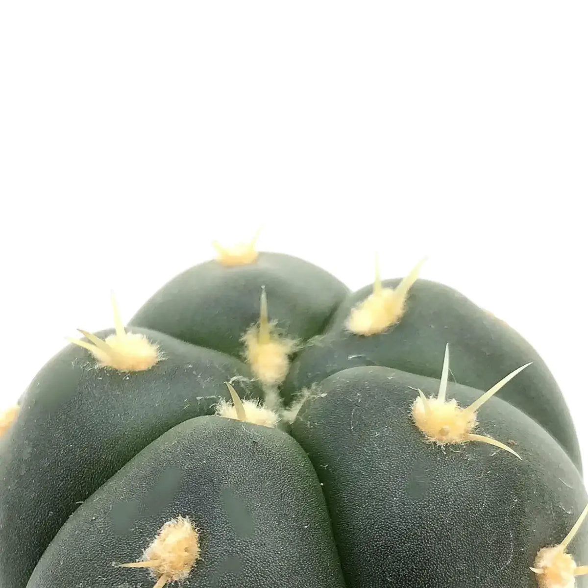 Gymnocalycium horstii – Blattdetail vor weißem Hintergrund..