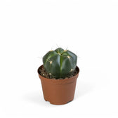 Gymnocalycium horstii Zimmerpflanze im Anzuchttopf vor weißem Hintergrund, Produktfoto 2.