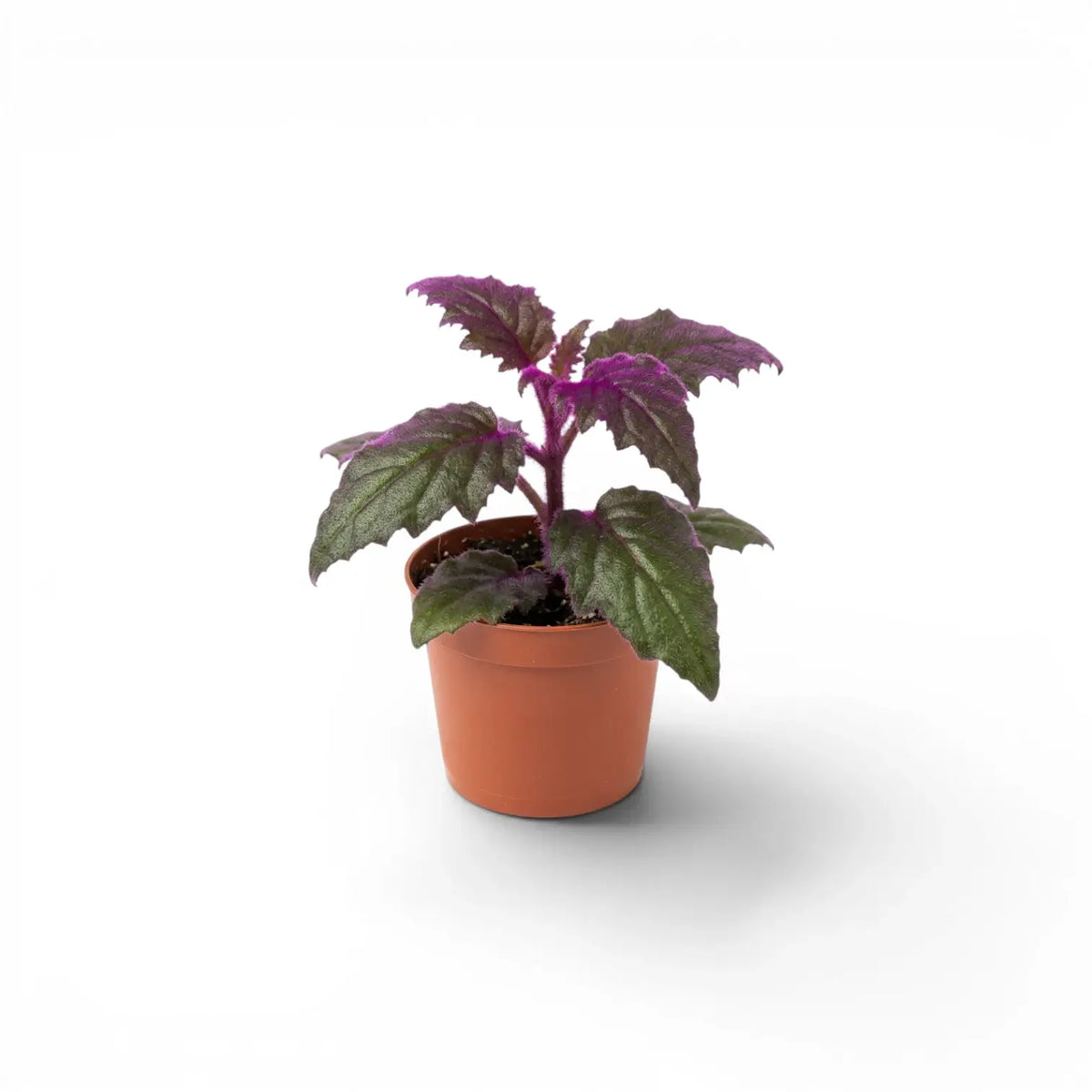 Gynura aurantiaca Baby-Pflanze im Kulturtopf.