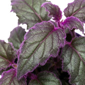 Nahaufnahme der violetten Blätter von Gynura aurantiaca.