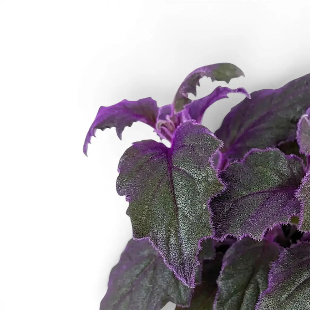 Nahaufnahme der violetten Blätter von Gynura aurantiaca.