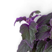 Nahaufnahme der violetten Blätter von Gynura aurantiaca.