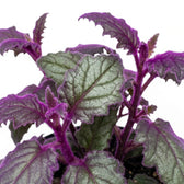 Nahaufnahme der violetten Blätter von Gynura aurantiaca.