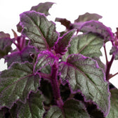 Nahaufnahme der violetten Blätter von Gynura aurantiaca.