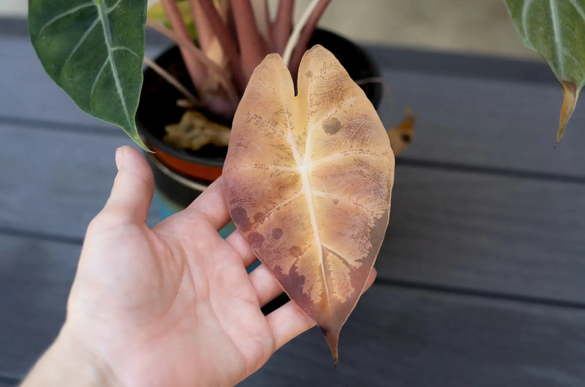 Hand holding a brown leaf with a blurred plant background.