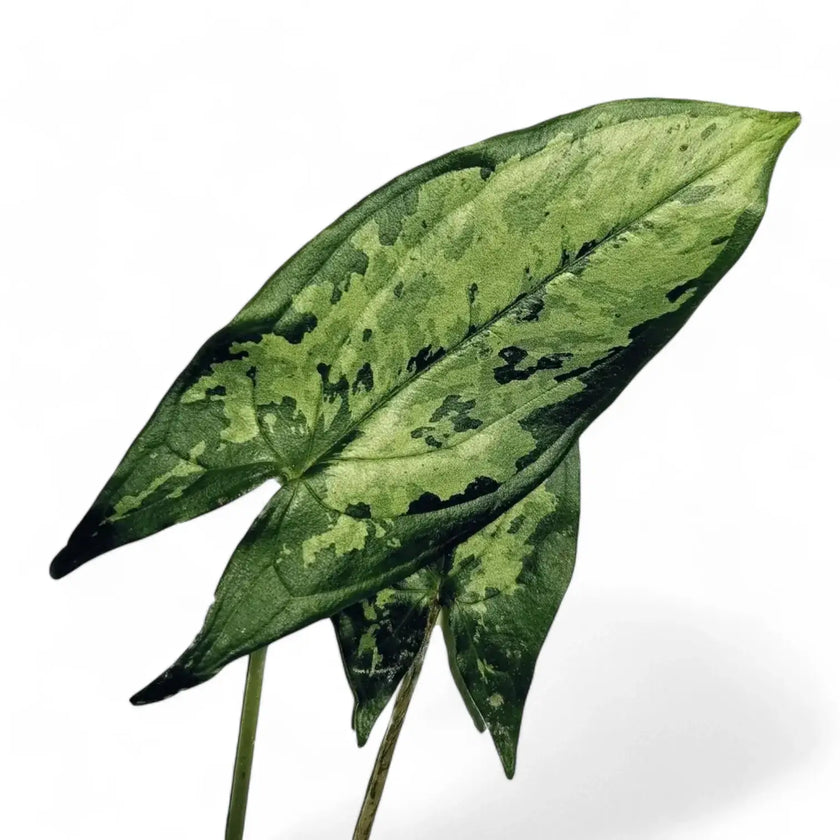 Hapaline appendiculata 'Tricolor' leaf close-up on white background.