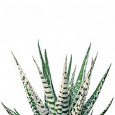 Haworthiopsis fasciata 'Big Bund' – Blattdetail vor weißem Hintergrund..