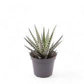 Haworthiopsis fasciata 'Big Band' – Zimmerpflanze im Kulturtopf auf weißem Hintergrund, Produktfoto 3.