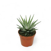 Haworthiopsis fasciata 'Big Band' – Zimmerpflanze im Kulturtopf auf weißem Hintergrund, Produktfoto 4.