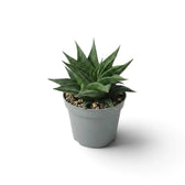 Baby Haworthiopsis limifolia with a ridged green rosette in a grey pot