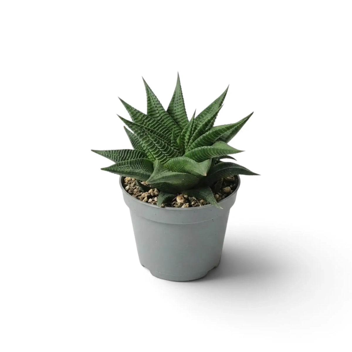 Baby Haworthiopsis limifolia with a ridged green rosette in a grey pot