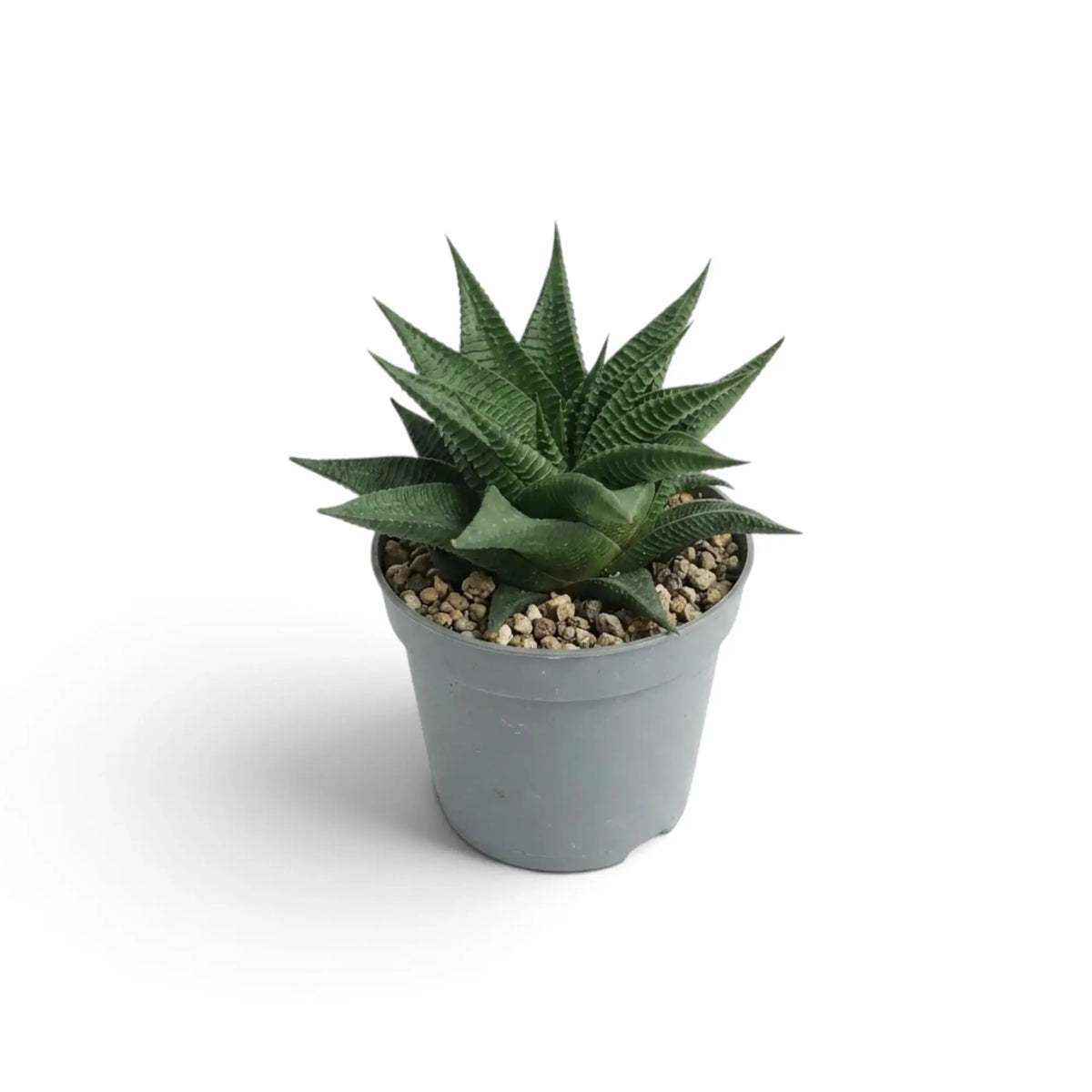 Baby Haworthiopsis limifolia in a grey nursery pot, front view