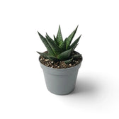 Baby Haworthiopsis limifolia in a grey nursery pot, three-quarter view