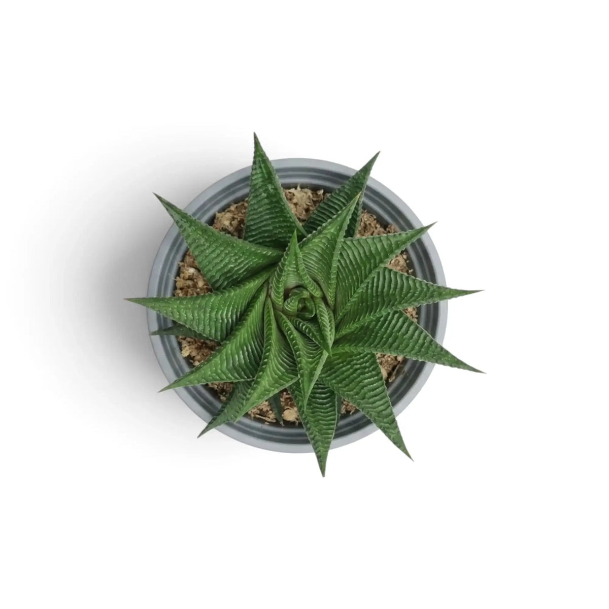 Top view of Haworthiopsis limifolia’s compact spiral rosette