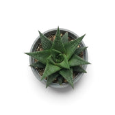 Overhead view of baby Haworthiopsis limifolia in a grey nursery pot