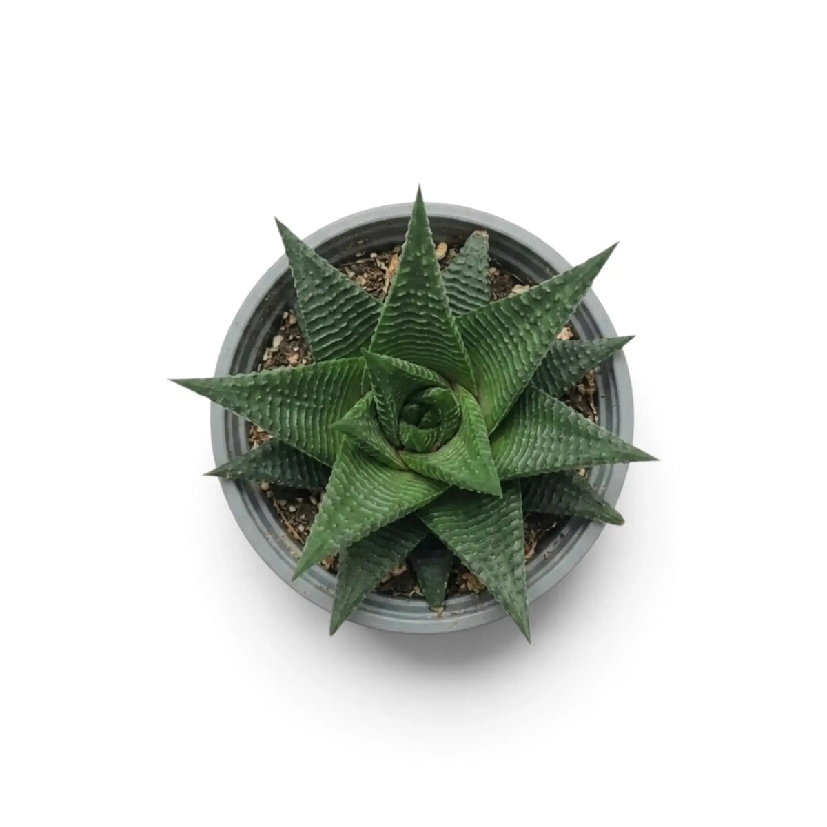 Overhead view of baby Haworthiopsis limifolia in a grey nursery pot