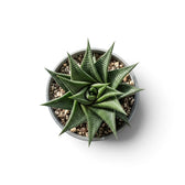 Baby Haworthiopsis limifolia rosette viewed from above in its pot