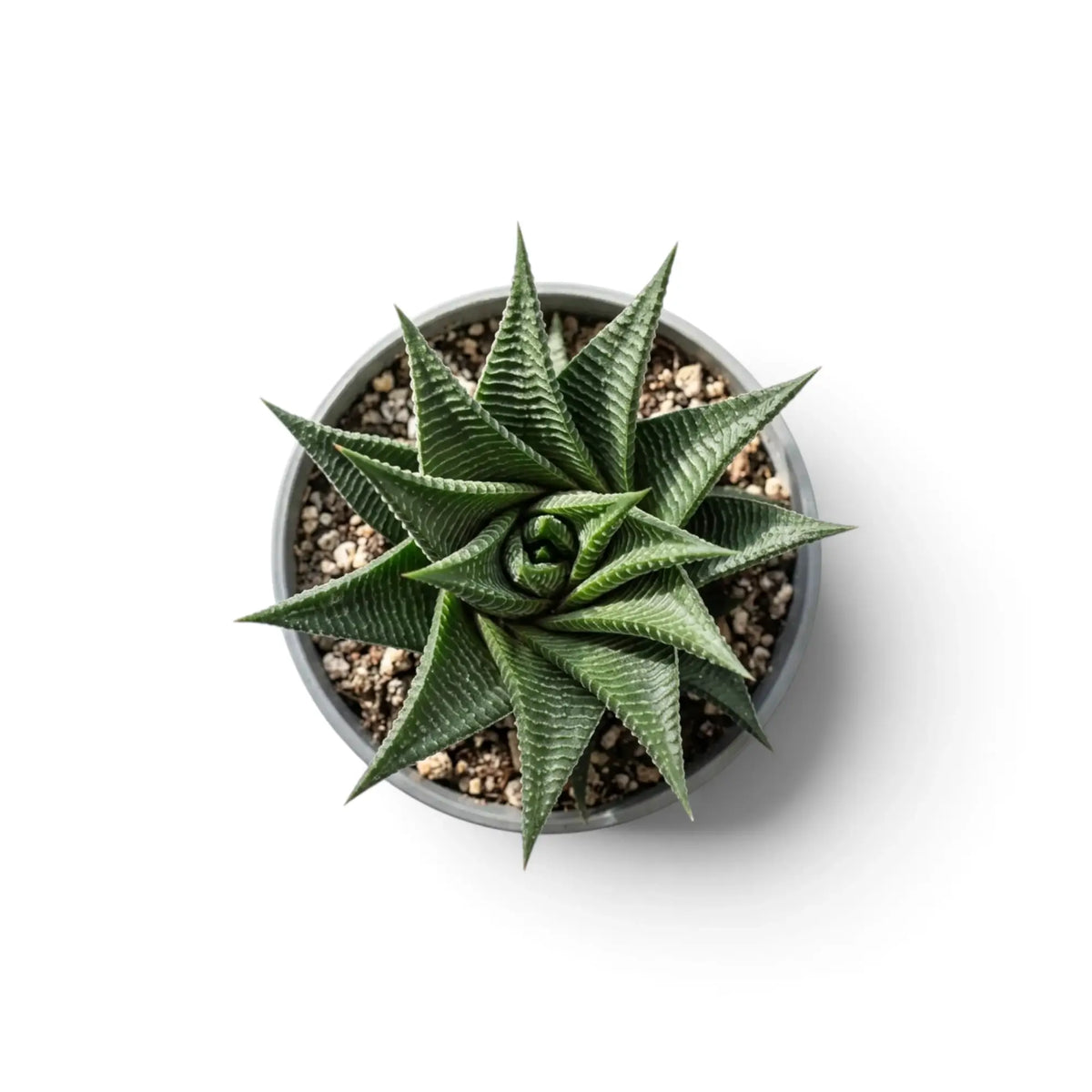 Baby Haworthiopsis limifolia rosette viewed from above in its pot