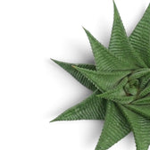 Close-up of Haworthiopsis limifolia’s ridged triangular leaves