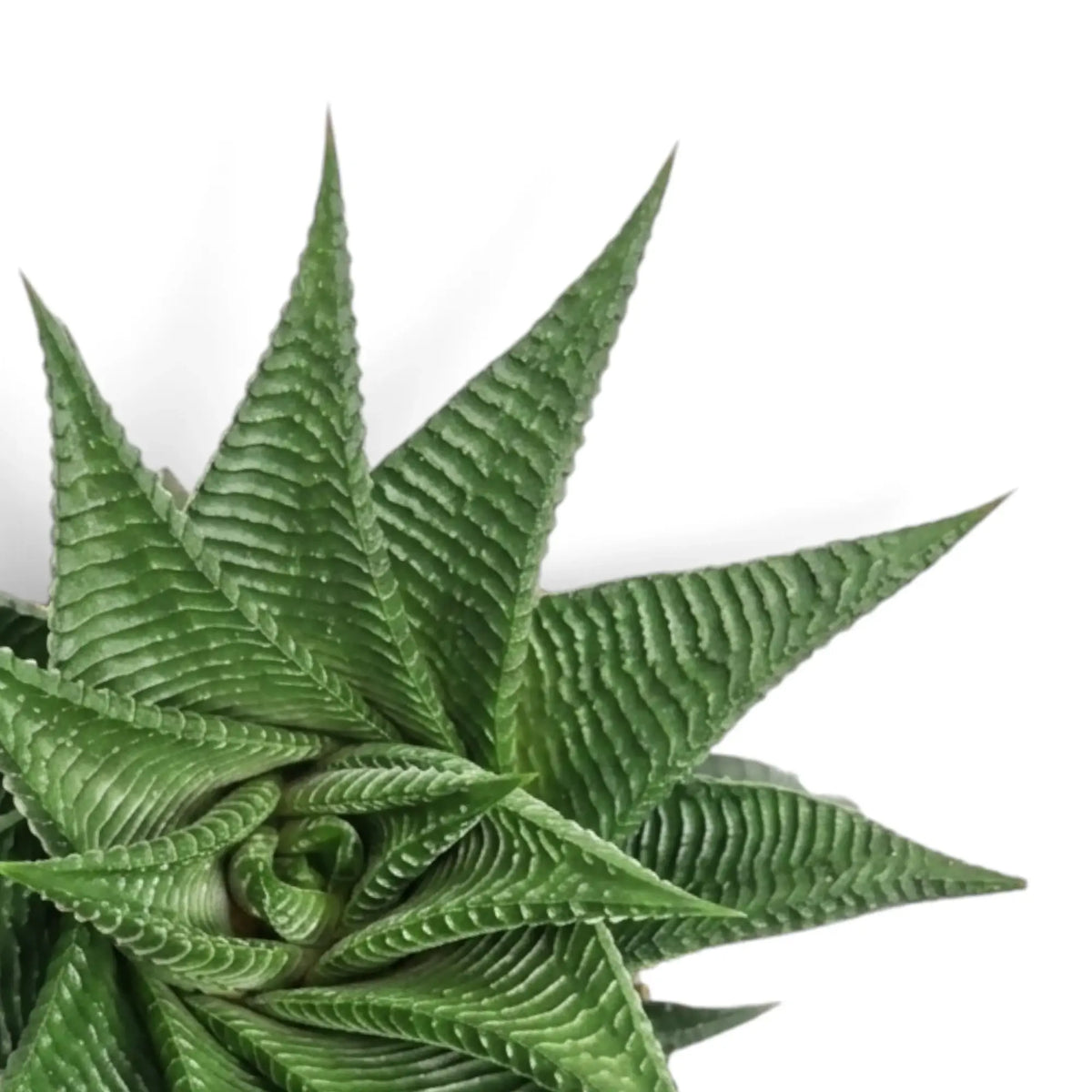 Close-up of a Haworthiopsis limifolia rosette with raised leaf ridges