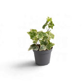 Small variegated Hedera helix with green, cream-edged ivy leaves in a pot
