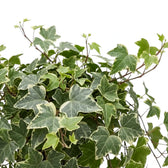 Close-up of lobed Hedera helix leaves with cream-coloured edges
