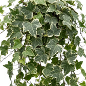 Close-up of trailing variegated Hedera helix with green and cream leaves