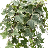 Variegated Hedera helix foliage with cream-edged leaves on slender stems