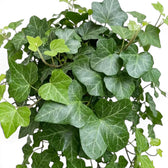 Close-up of grey-green Hedera helix 'Wonder' leaves with fine pale veins