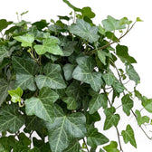 Hedera helix 'Wonder' foliage with dark ivy leaves and lighter new growth
