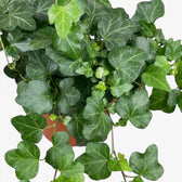Close-up of Hedera helix 'Wonder' leaves with pale veins on trailing stems