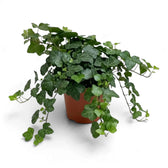 Hedera helix 'Wonder' in a nursery pot with green leaves on trailing stems