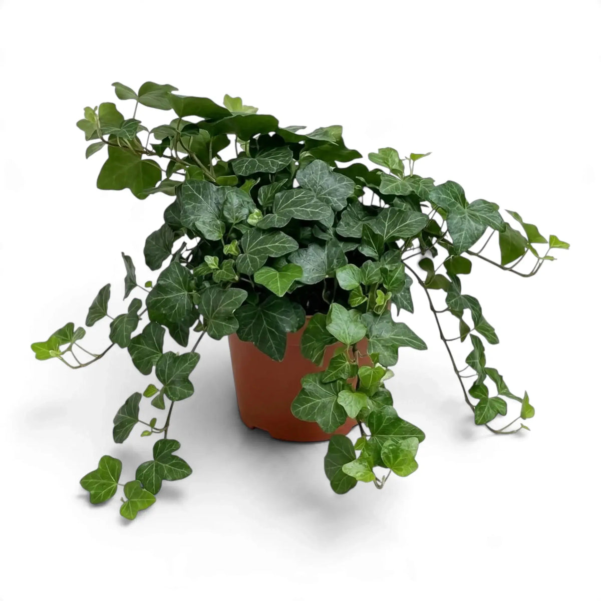Hedera helix 'Wonder' in a nursery pot with green leaves on trailing stems