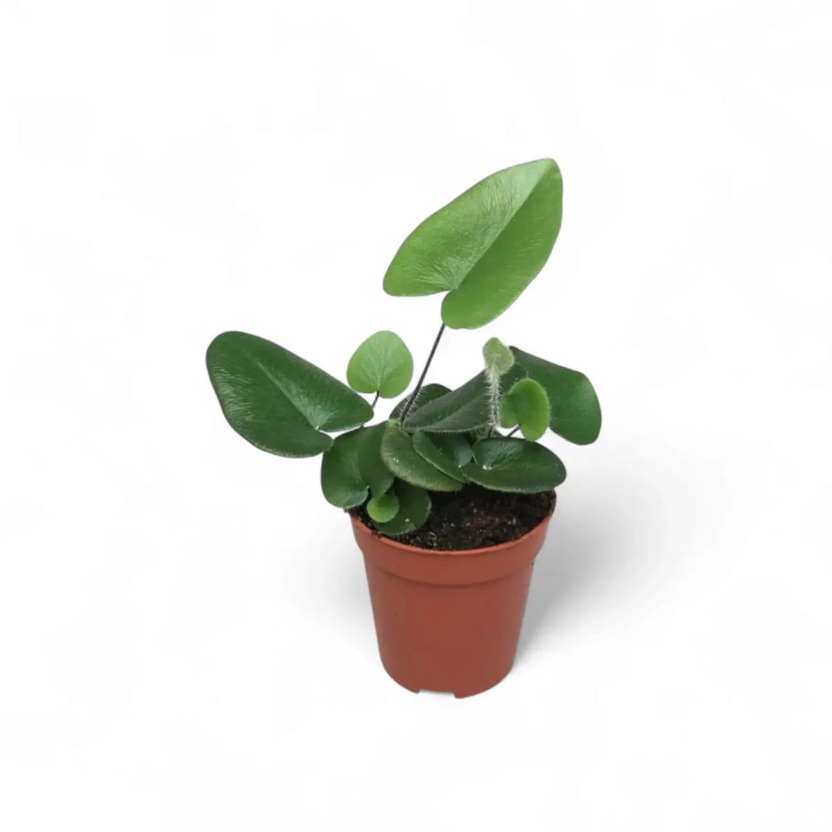 Hemionitis arifolia potted plant in nursery pot on white background.