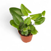 Hemionitis arifolia potted plant in nursery pot on white background.