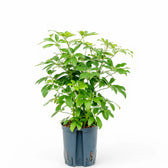 Heptapleurum arboricola 'Compactum' potted plant in nursery pot on white background.